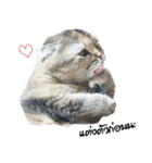 Nong Bena Cat（個別スタンプ：36）
