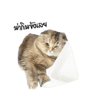 Nong Bena Cat（個別スタンプ：37）