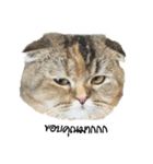 Nong Bena Cat（個別スタンプ：40）