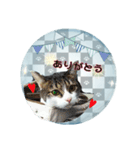 老若にゃんこ（個別スタンプ：3）