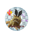 老若にゃんこ（個別スタンプ：4）