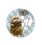 老若にゃんこ（個別スタンプ：6）