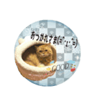 老若にゃんこ（個別スタンプ：9）
