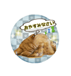 老若にゃんこ（個別スタンプ：11）