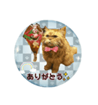 老若にゃんこ（個別スタンプ：12）