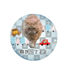 老若にゃんこ（個別スタンプ：13）