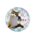 老若にゃんこ（個別スタンプ：14）
