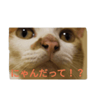 うちのニャンニャン（個別スタンプ：1）