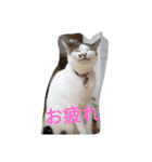 うちのニャンニャン（個別スタンプ：4）