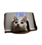 うちのニャンニャン（個別スタンプ：5）