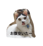 うちのニャンニャン（個別スタンプ：7）