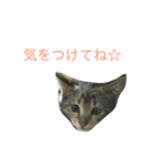 ぽんくらスタンプ（個別スタンプ：6）