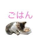 ぽんくらスタンプ（個別スタンプ：7）