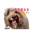 おしゃべり茶ムク犬ANDY（個別スタンプ：1）