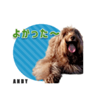 おしゃべり茶ムク犬ANDY（個別スタンプ：4）