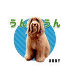 おしゃべり茶ムク犬ANDY（個別スタンプ：6）