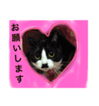 どうも、ちゃぷです。（個別スタンプ：6）