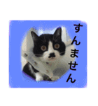 どうも、ちゃぷです。（個別スタンプ：7）