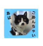 どうも、ちゃぷです。（個別スタンプ：8）