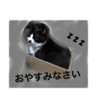 どうも、ちゃぷです。（個別スタンプ：9）