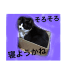どうも、ちゃぷです。（個別スタンプ：10）