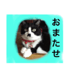 どうも、ちゃぷです。（個別スタンプ：11）