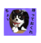 どうも、ちゃぷです。（個別スタンプ：12）