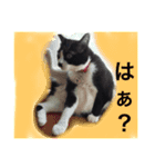 どうも、ちゃぷです。（個別スタンプ：13）