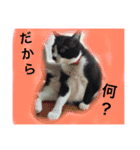 どうも、ちゃぷです。（個別スタンプ：14）