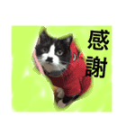 どうも、ちゃぷです。（個別スタンプ：16）