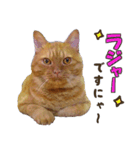 重役猫ペチャちゃんの写真スタンプ2（個別スタンプ：2）