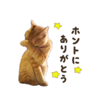 重役猫ペチャちゃんの写真スタンプ2（個別スタンプ：5）
