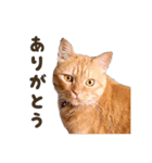 重役猫ペチャちゃんの写真スタンプ2（個別スタンプ：6）