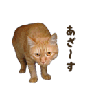重役猫ペチャちゃんの写真スタンプ2（個別スタンプ：7）
