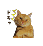 重役猫ペチャちゃんの写真スタンプ2（個別スタンプ：8）