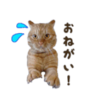 重役猫ペチャちゃんの写真スタンプ2（個別スタンプ：10）