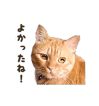 重役猫ペチャちゃんの写真スタンプ2（個別スタンプ：12）