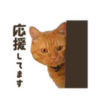 重役猫ペチャちゃんの写真スタンプ2（個別スタンプ：14）