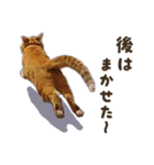 重役猫ペチャちゃんの写真スタンプ2（個別スタンプ：15）