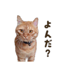 重役猫ペチャちゃんの写真スタンプ2（個別スタンプ：19）