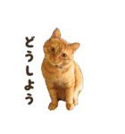 重役猫ペチャちゃんの写真スタンプ2（個別スタンプ：20）