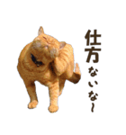 重役猫ペチャちゃんの写真スタンプ2（個別スタンプ：21）