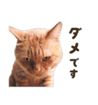 重役猫ペチャちゃんの写真スタンプ2（個別スタンプ：22）