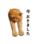 重役猫ペチャちゃんの写真スタンプ2（個別スタンプ：23）