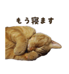 重役猫ペチャちゃんの写真スタンプ2（個別スタンプ：24）