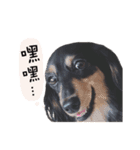 DIN DIN DOG（個別スタンプ：3）