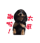 DIN DIN DOG（個別スタンプ：8）