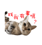 Cats in TAIWAN（個別スタンプ：1）