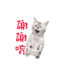 Cats in TAIWAN（個別スタンプ：3）