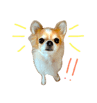 チワワのみーちゃん（個別スタンプ：1）